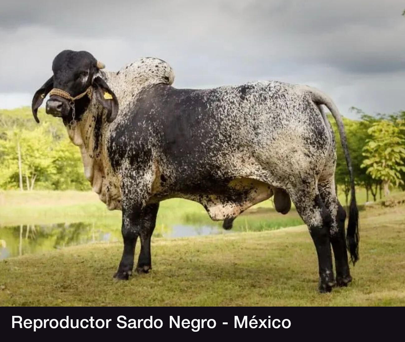 Bovino Sardo Negro